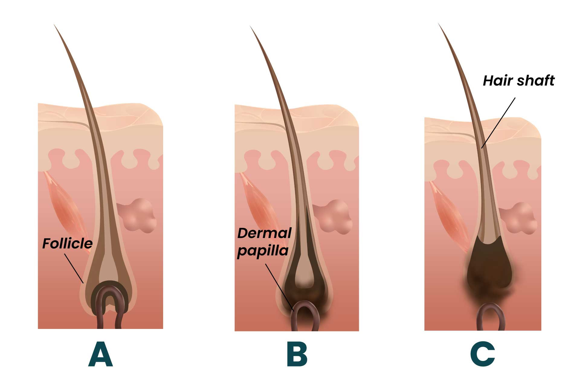 Life cycle of a hair